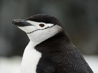 Chinstrap penguin. © Julien Herremans