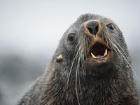 Antarctic fur seal. © Julien Herremans