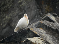 Snowy sheatbill. © Julien Herremans