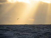 Wandering albatross. © Julien Herremans