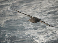 Southern giant-petrel. © Julien Herremans