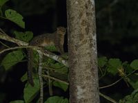 STARLING-moment nummer 3: moeilijk een hoogtepunt kiezen uit de lijst van hoogtepunten van Borneo ... maar voor deze marbled cat heb ik toch even een vreugdedansje gedaan! © Billy Herman