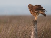 STARLING-moment nummer 1: vogelreis door Marokko, van zuid naar noord, een unieke formule en uniek concept! Als gids een uitdagende trip met wat autopech, inbeslagname van walkie talkies, ... Maar, de reis zelf loopt gesmeerd en de deelnemers hebben nergens last van gehad. De soortenlijst bouwt enorm op en de verwachtingen zijn hoog, heel hoog. In ons bijna laatste gebied een van de hoofdvogels zoeken. Na wat omzwervingen is het raak! Bam, Afrikaanse velduil. De vogel voert voor ons een persoonlijk showtje op, heerlijk. © Billy Herman