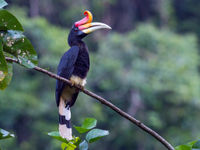 Nathalie Vdd: Onder de indruk van de statige bewegingen van deze schoonheden op Borneo. © Billy Herman