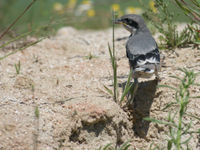 Een jonge Iberische klapekster. © David 'Billy' Herman