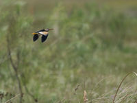 Een woudaapje vliegt voorbij, een record shot. © David 'Billy' Herman