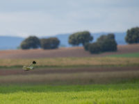 Een blauwe kiekendief in het landschap. © David 'Billy' Herman