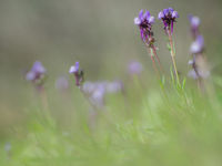 'Blauwe' leeuwenbek - Linaria amethystea © David 'Billy' Herman