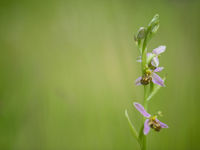 Een mooie bijenorchis. © David 'Billy' Herman 