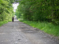 Wandelen langs brede zonbeschenen bospaden levert op! © David 'Billy' Herman 