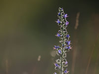 Slangenkruid is een belangrijke nectarplant voor vlinders. © David 'Billy' Herman 