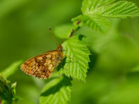 Purperstreepparelmoer op waardplant moerasspirea. © David 'Billy' Herman 