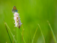 Rode vuurvlinder op de waardplant. © David 'Billy' Herman 