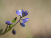 Liggende vleugeltjesbloem, een teken van iets rijkere heide. © David 'Billy' Herman