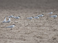 Baltsende Lachsterns. Let op de dikke zwarte snavel en lange poten. © David 'Billy' Herman