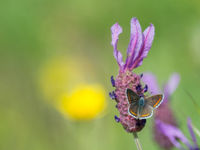 Een bruin blauwtje op kuiflavendel. © David 'Billy' Herman