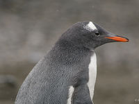 Gentoo penguin. © Julien Herremans