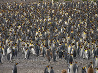 Kolonie king penguins. © Julien Herremans