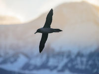 Light-mantled albatross. © Julien Herremans