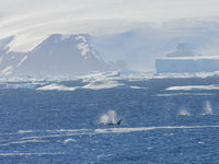 ORCA'S!!! © Julien Herremans