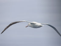 Southern royal albatross. © Julien Herremans