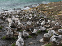 Black-browed albatrosses op nest. © David Van den Schoor