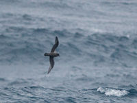 Kerguelen petrel. © Bård Øyvind Bredesen