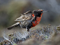 Long-tailed meadowlark. © Bård Øyvind Bredesen 