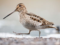 Magellanic snipe. © Bård Øyvind Bredesen