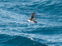 South-Georgia diving-petrel. © Bård Øyvind Bredesen