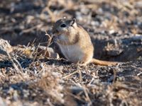 Mongolian jird, een algemene gerbil van de steppe. © Frederik Willemyns