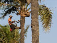 Een Gambiaanse man verzamelt palmsap. © Diederik D'Hert