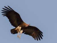 Hooded vulture © Diederik D'Hert