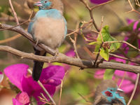 Red-cheeked cordon-bleu © Diederik D'Hert