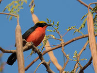 Yellow-crowned gonolek © Diederik D'Hert