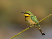 Little bee-eater © Diederik D'Hert