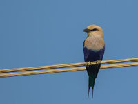 Blue-bellied roller, een veel voorkomende verschijning op de elektriciteitsdraden. © Diederik D'Hert