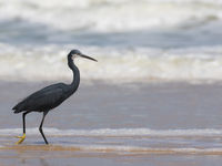 Een western reef-heron waadt door het water. © Diederik D'Hert