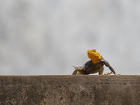 Red-headed rock agama © Diederik D'Hert