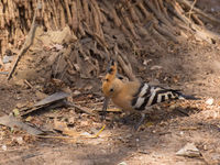 Eurasian hoopoe © Diederik D'Hert