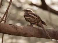 Long-tailed nightjar © Diederik D'Hert