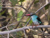 Blue-breasted kingfisher © Diederik D'Hert