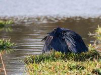 Black heron tijdens de typische jachtpose. © Diederik D'Hert