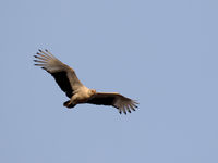 Palm-nut vulture © Diederik D'Hert