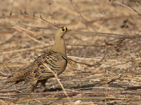 Four-banded sandgrouse © Diederik D'Hert