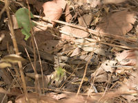 Long-tailed nightjar © Diederik D'Hert