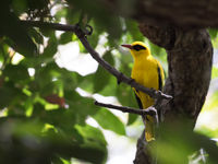 African golden oriole © Diederik D'Hert