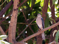 Shikra © Diederik D'Hert