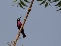 Scarlet-chested sunbird © Diederik D'Hert