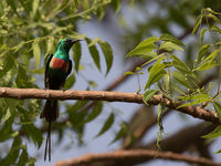 Een beautiful sunbird © Diederik D'Hert